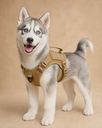 Husky puppy in the brown (coyote) tactical small dog harness