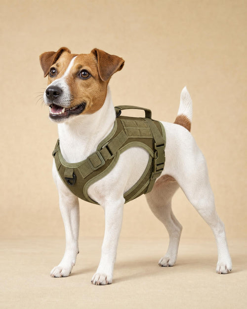 Jack Russell in the green tactical small dog harness