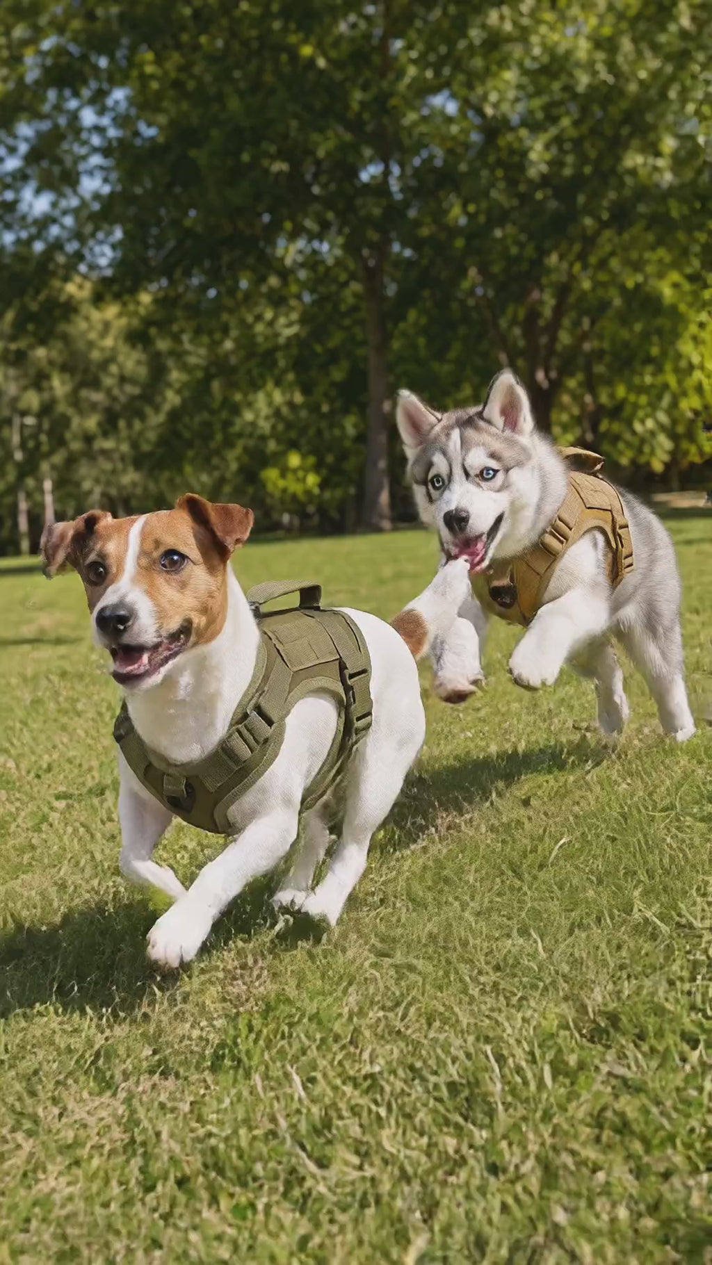 Jack Russell and husky puppy in matching tactical harnesses playing chase in a park
