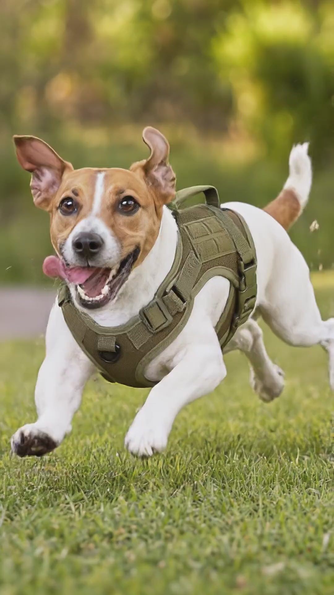 unitof2 veo jr zoomies