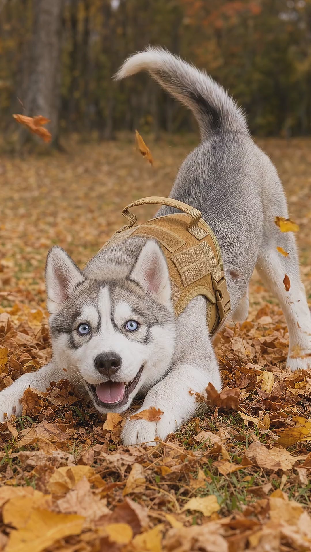 unitof2 veo husky pounce